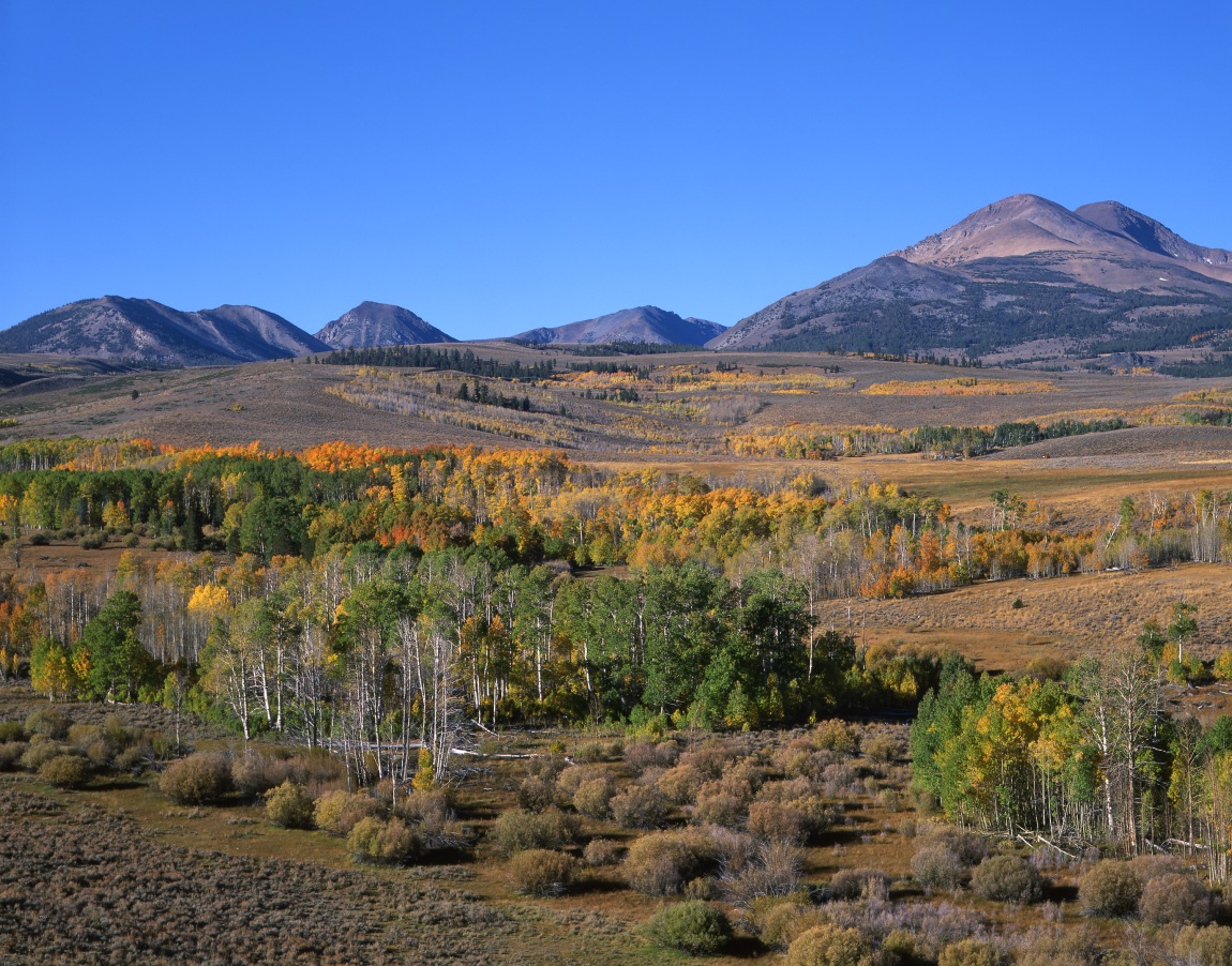 Eastern Sierra Fall Color, Near Bridgeport