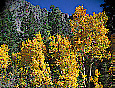 Autumn Aspen along Lee Vining Creek, near Lee Vining, California