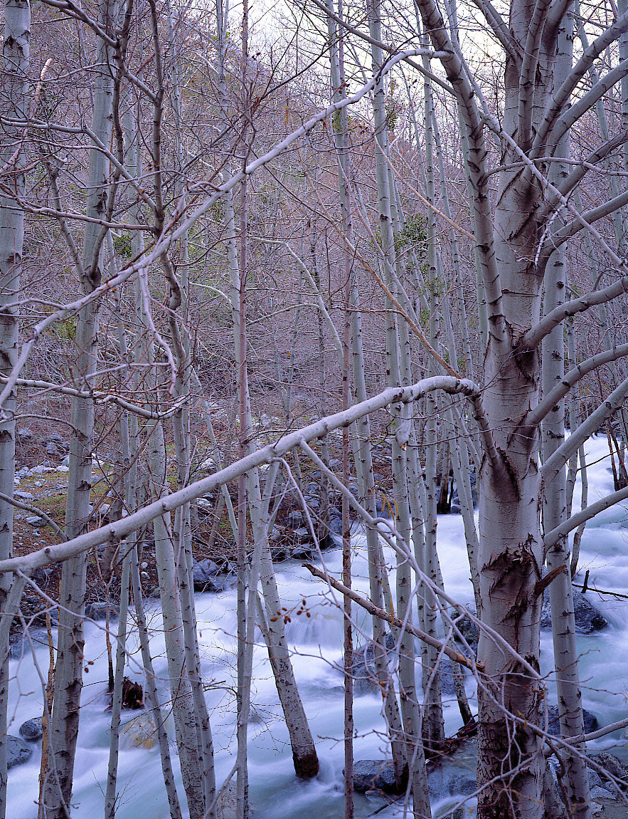 Mount Baldy Stream in Winter